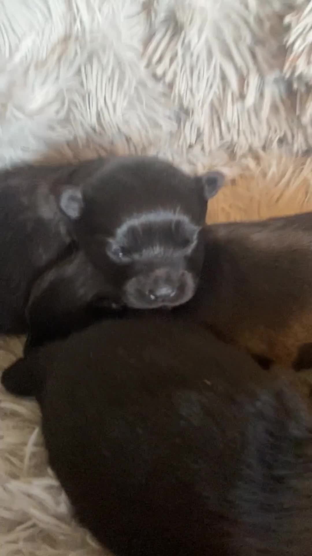 Pomeranian dogs for sale: Black Pomeranian puppies  - Video 2