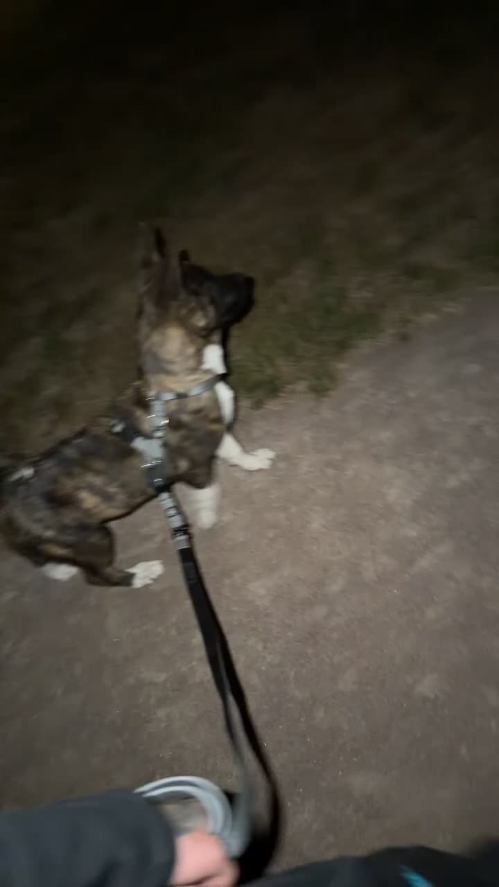 Akita dogs for sale: American Akita male - Video 1