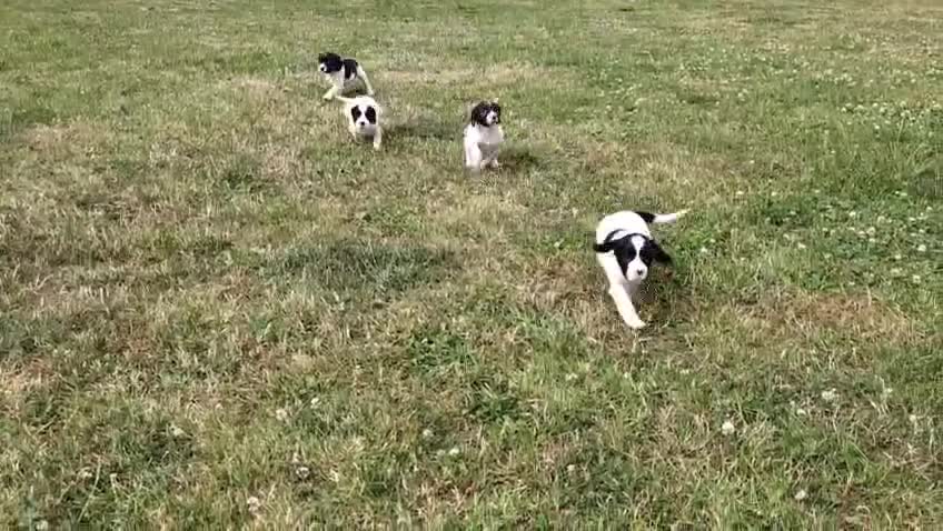English Springer Spaniel dogs for sale: 8week old springer spaniels - Video 1