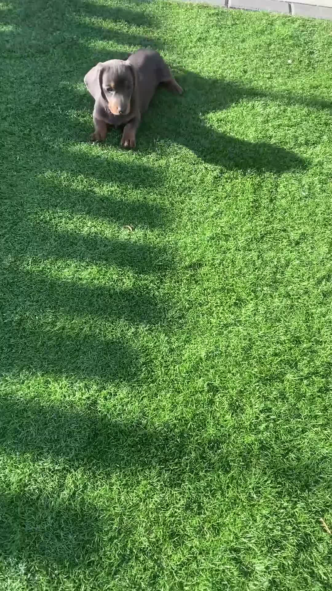 Miniature Dachshund dogs for sale: Miniture dachshund puppies - Video 1