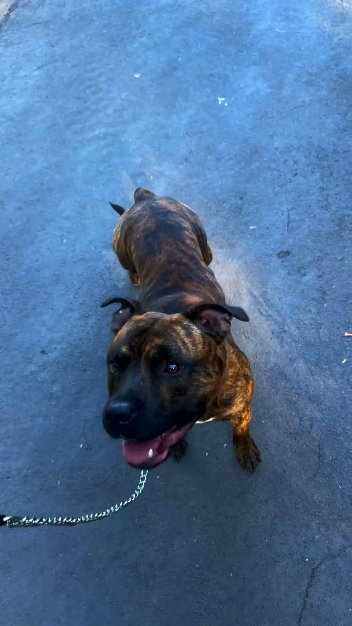 Staffordshire Bull Terrier dogs for stud: Male Staffordshire Bull Terrier For Stud - Video 2