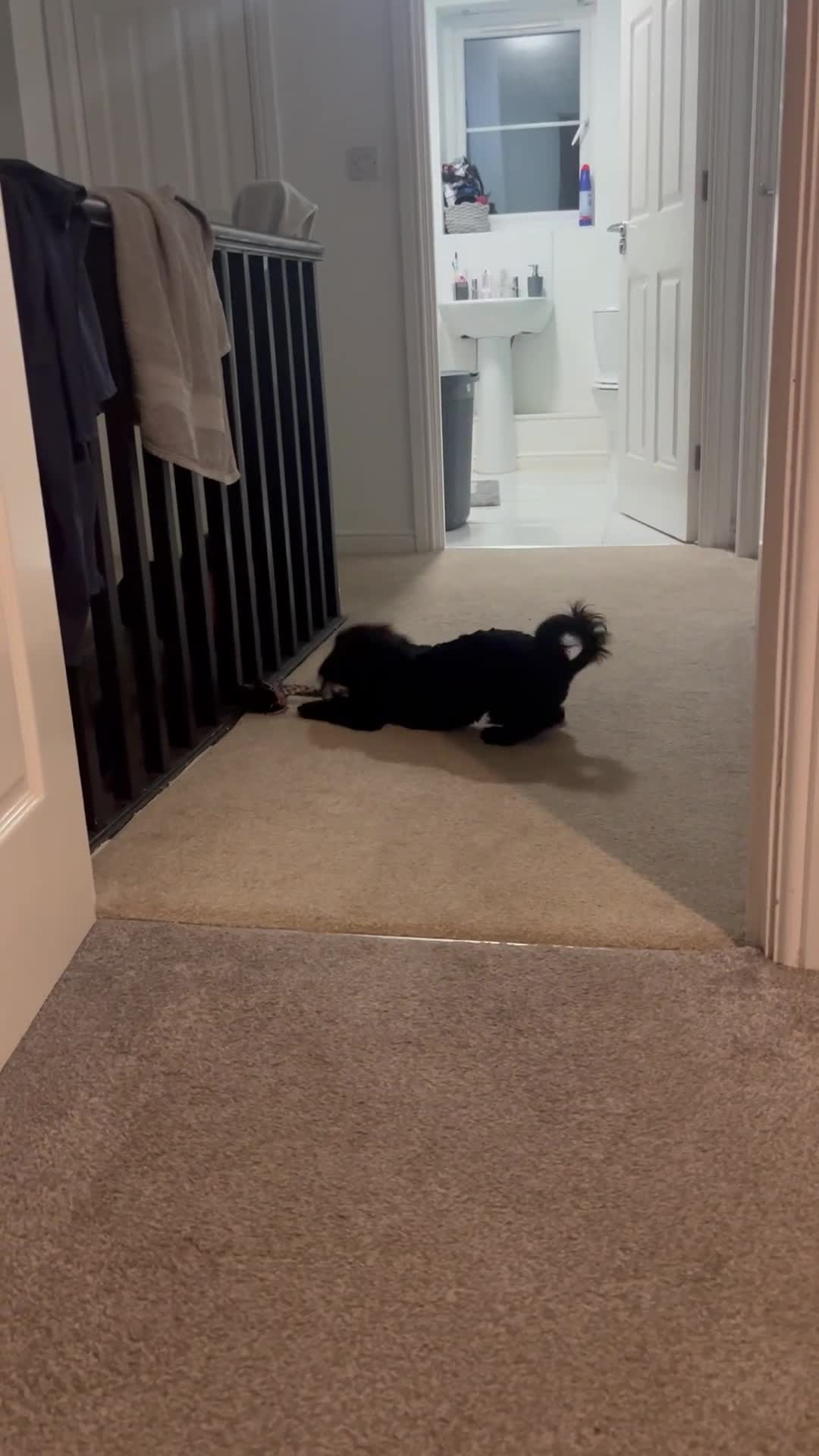 Cockapoo dogs for stud: Miniature cockapoo stud - Video 2