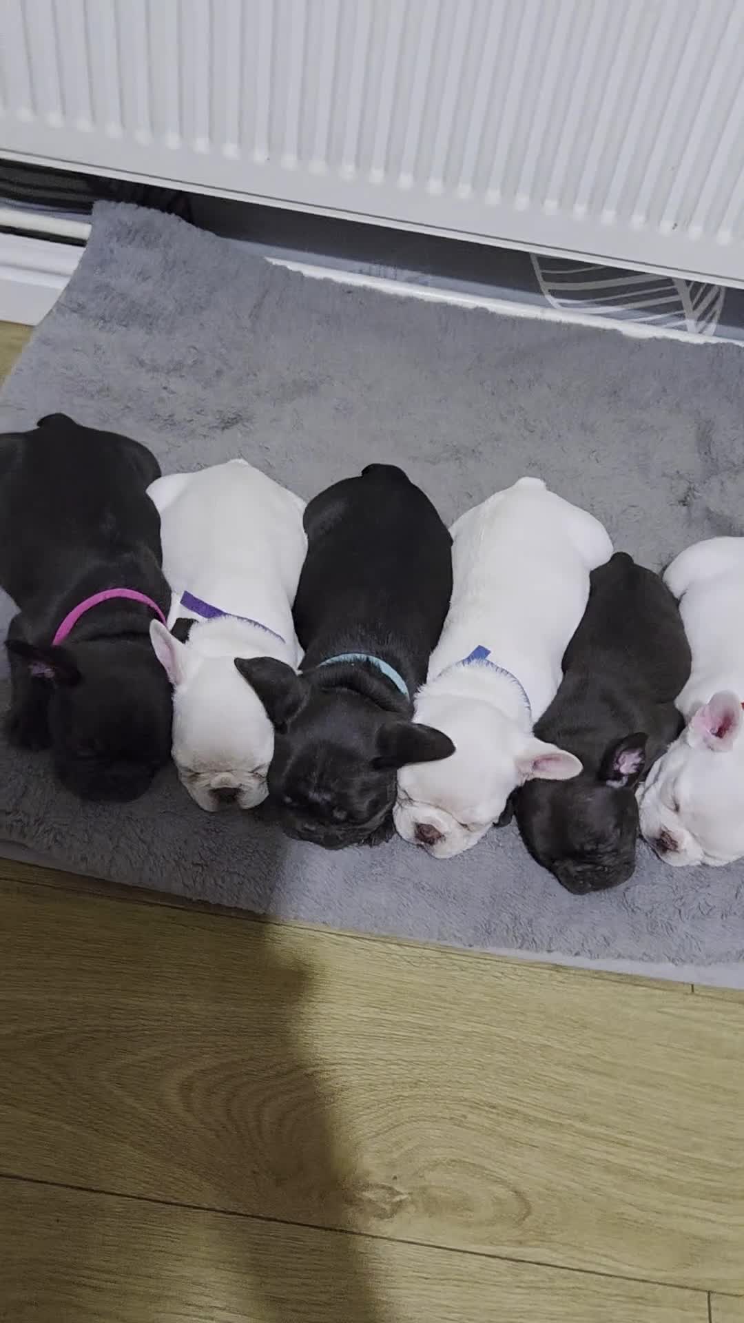 French Bulldog dogs for sale: French bulldog puppies - Video 1