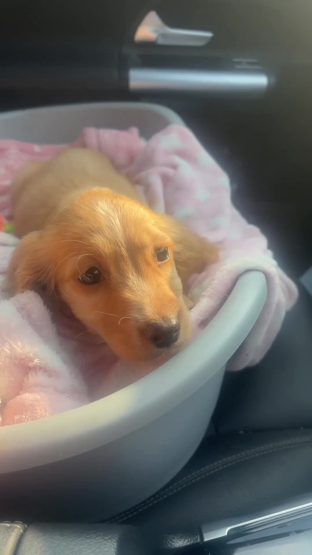 Sprocker dogs for sale: Beautiful Sprocker girl - Video 2
