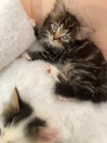 Mixed Breed cats for sale: Lil fluffies  - Video 1