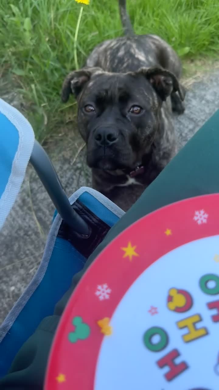 Mixed Breed dogs for sale: American bully/cane corso in Caernarfon - Video 1