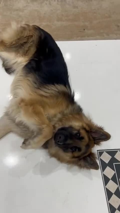 German Shepherd dogs for sale: Well-bred, well-loved. Very sad circumstances - Video 2