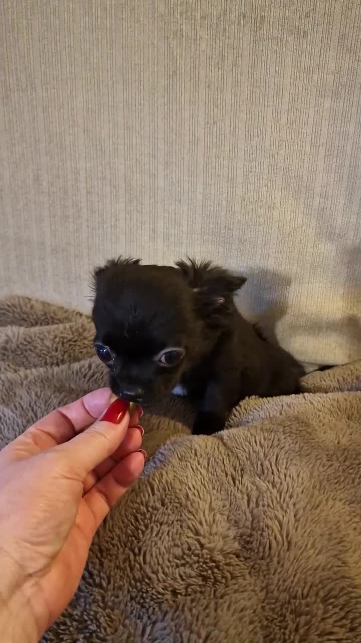 Chihuahua dogs for sale: REDUCED Chihuahua Puppies READY NOW - Video 3