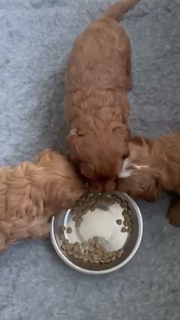 Cavapoo dogs for sale: 🐾3 STUNNING CAVAPOO GIRLS - READY NOVEMBER 6TH 🐾 - Video 1