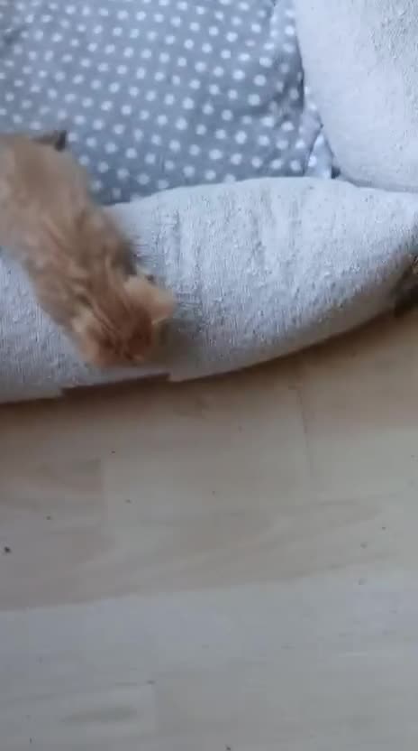 Mixed Breed cats for sale: Kitten looking for new home  in Gloucester - Video 1