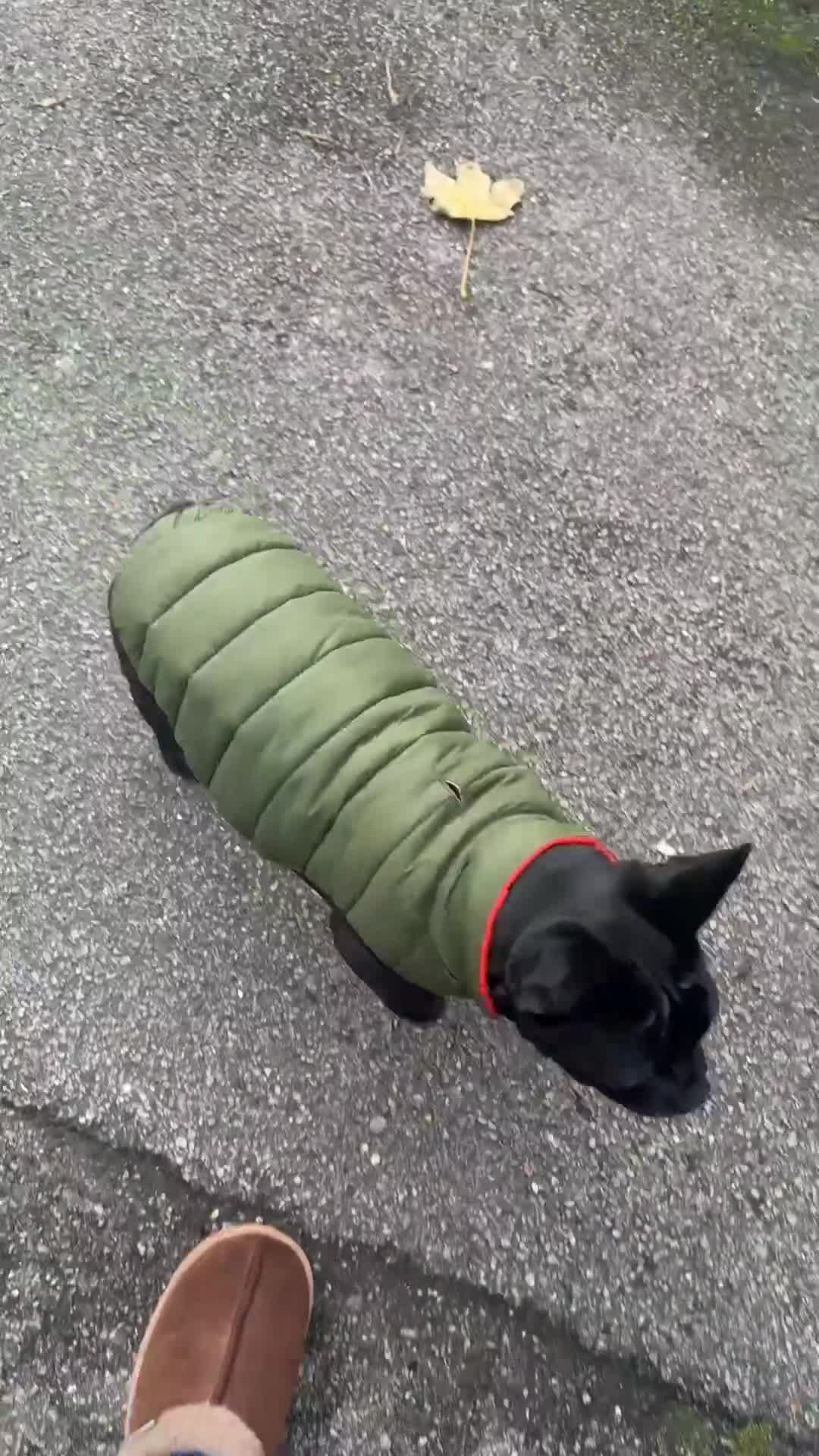 French Bulldog dogs for sale: French Bulldog Puppy 4 Months Old Girl   - Video 1