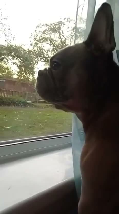 Mixed Breed dogs for adoption: 💙🐶 ROCKY – A LOVING FRENCHIE BOY in Birmingham - Video 2