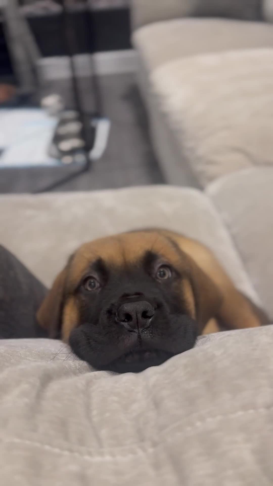 Mixed Breed dogs for sale: Dogue de Bordeaux / Newfoundland Puppy  - Video 1