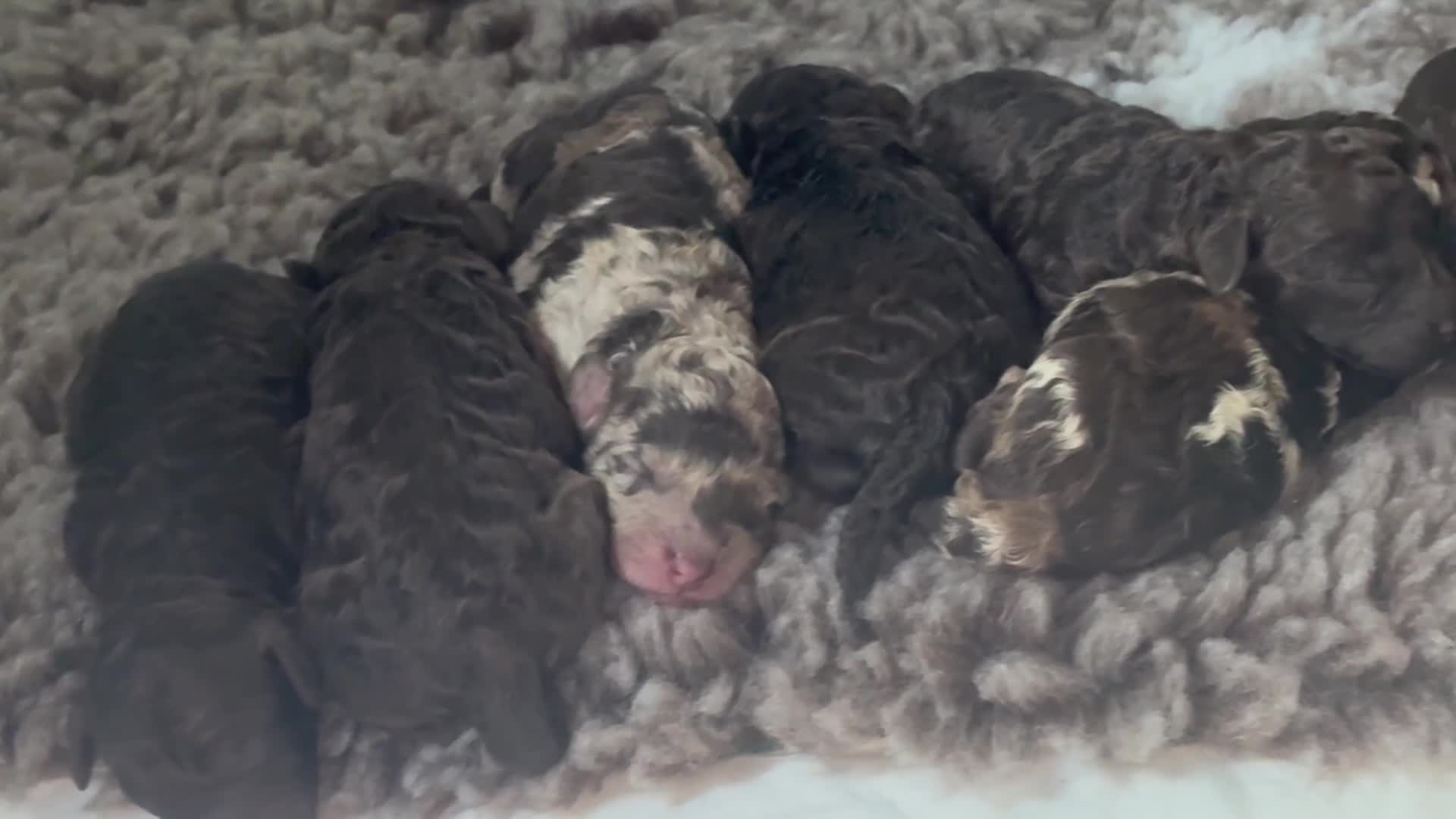 Cockapoo dogs for sale: Cockapoo puppies  - Video 2