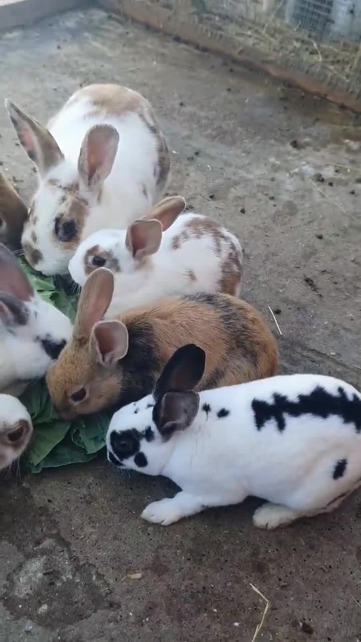 Mixed Breed rabbits for sale: 3 litters of mixed rabbits - Video 2