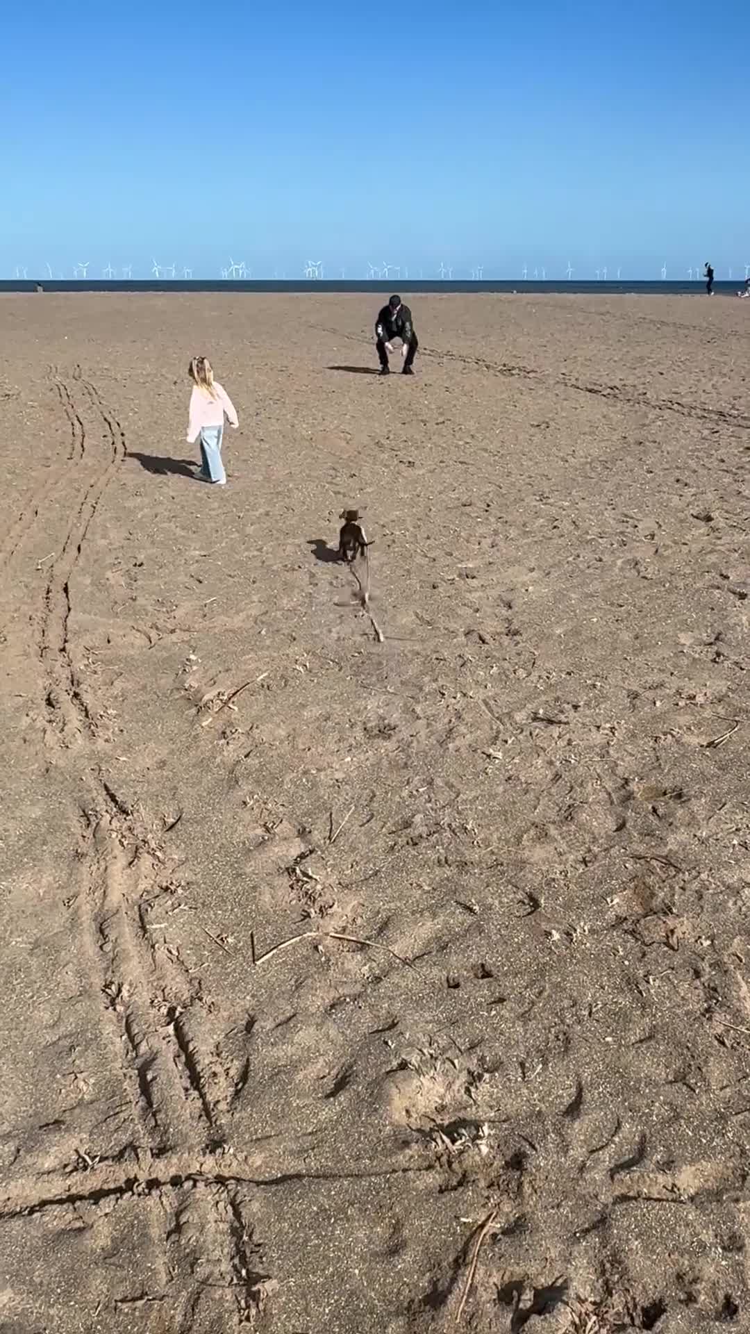 Miniature Dachshund dogs for sale: Luna  - Video 1