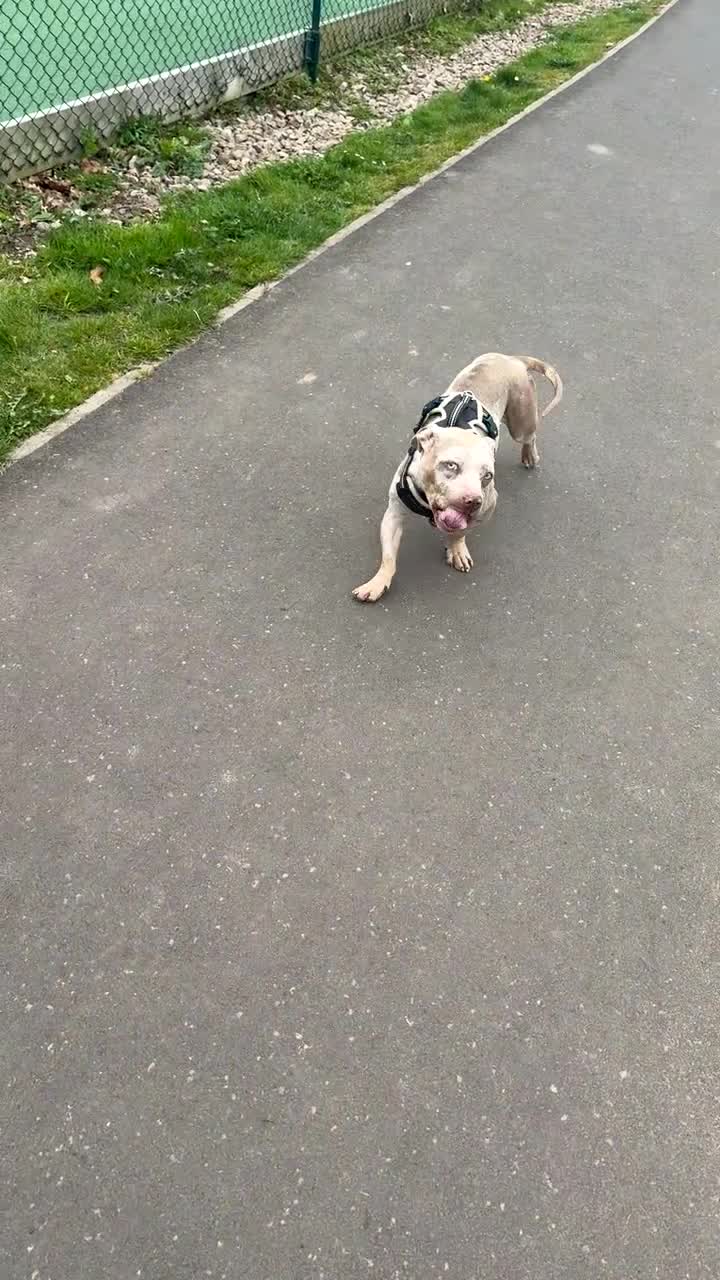 American Bully dogs for sale: Mabel in Newport - Video 2