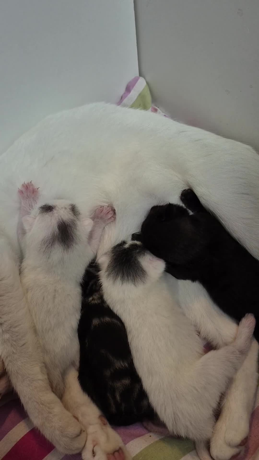 British Shorthair cats for sale: Boy kitten - Video 1
