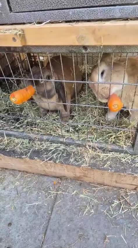 Mini Lop rabbits for sale: Bunnies - Bumbles and Honey  - Video 1