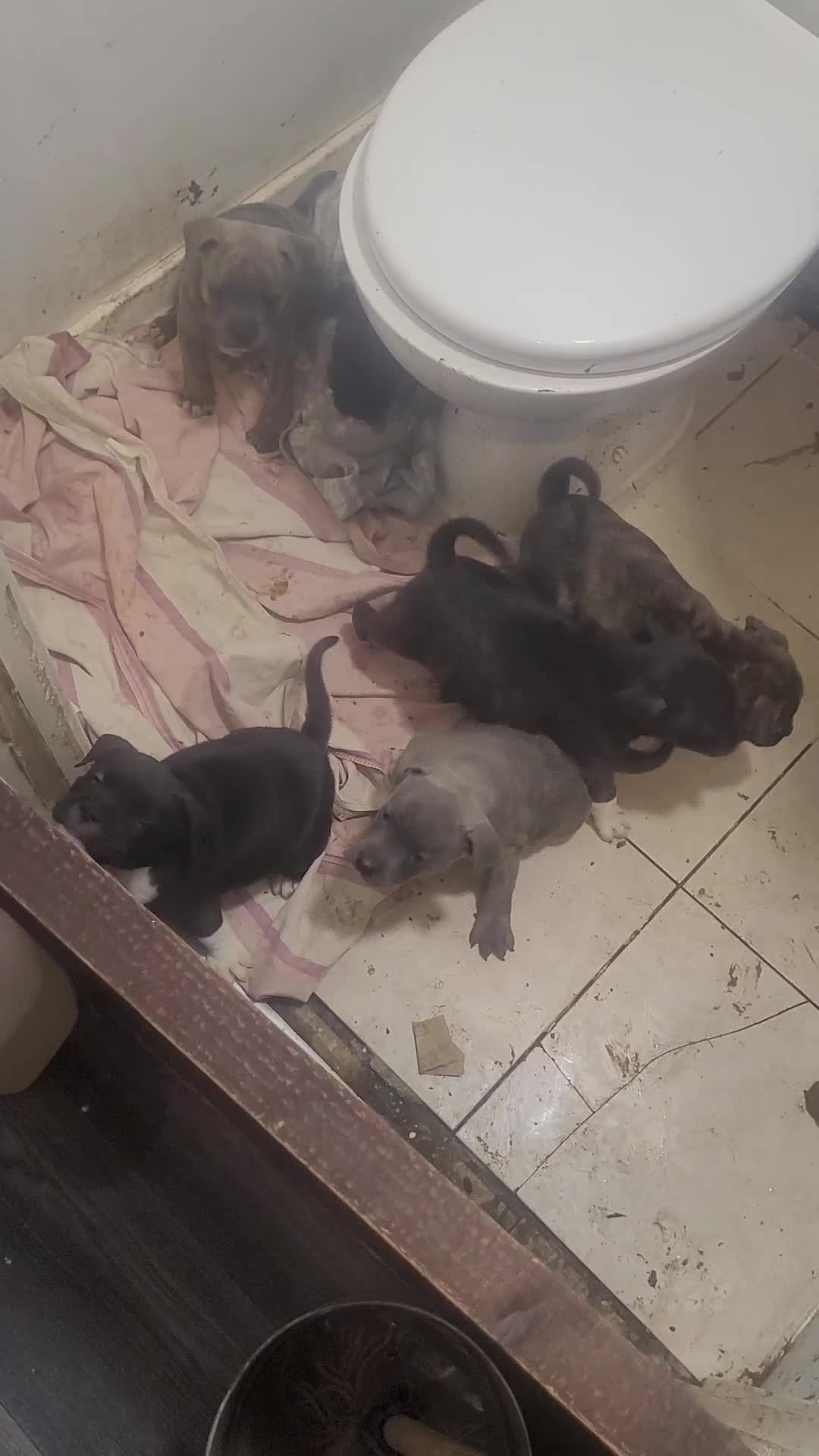Staffordshire Bull Terrier dogs for sale: Staffy Babies Ready to leave - Video 4
