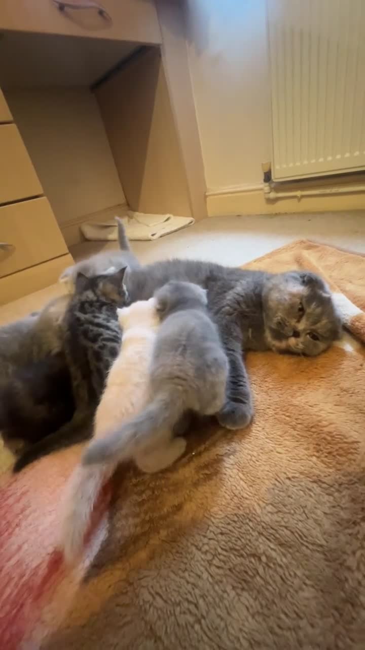 Scottish Fold cats for sale: Stunning Scottish Fold & Straight Kittens - Video 1