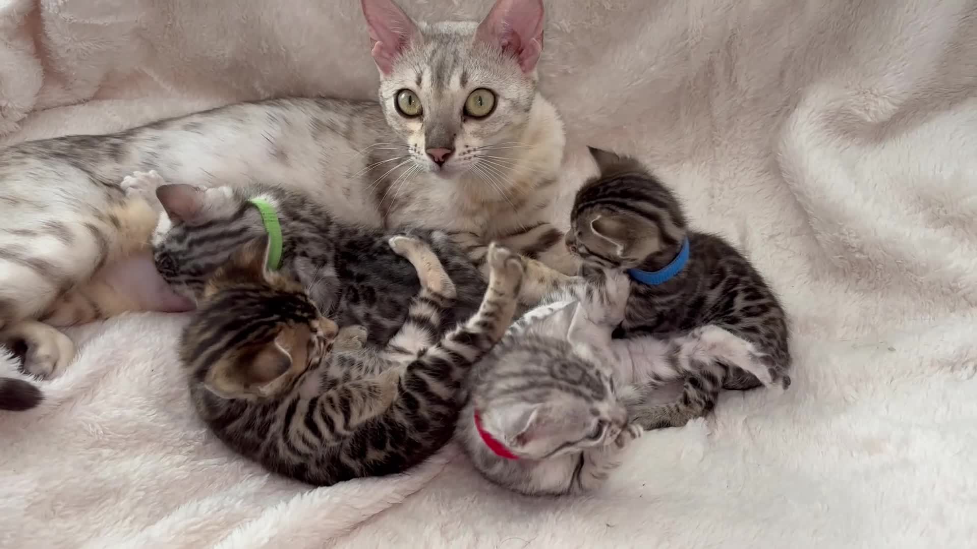 Bengal cats for sale: 🎬 Little Leopard Diaries | TICA BENGAL KITTENS 💎 - Video 1