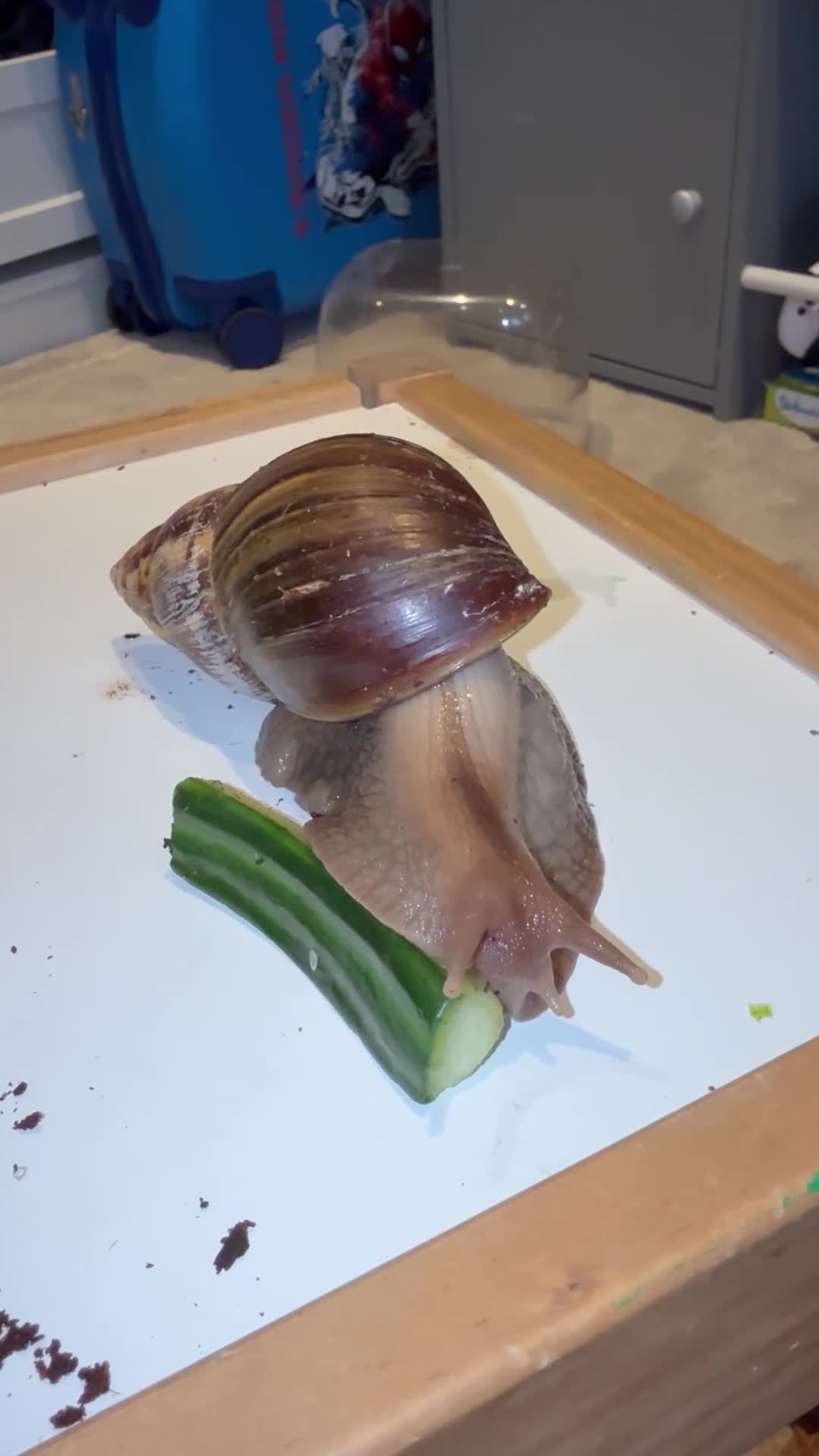 Snails invertebrates for sale: 3 x Giant African Snail with Tank, heaters & food - Video 1