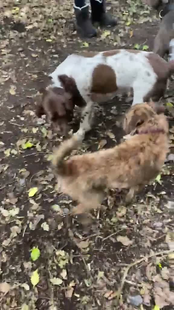 Patterdale Terrier dogs for stud: Patterdale for stud - Video 1