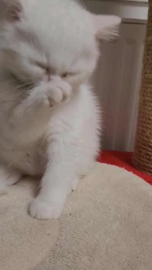 British Longhair cats for sale: Pedigree/Executive/Top quality white kitty left - Video 1