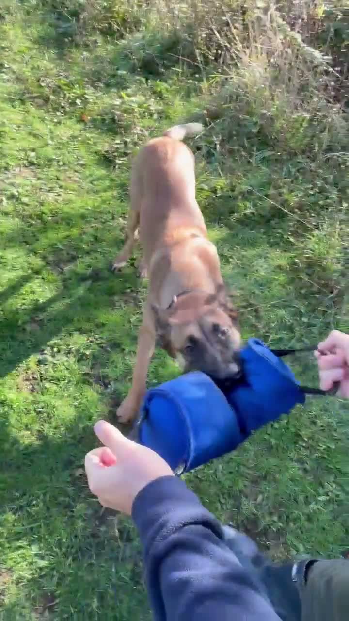 Belgian Shepherd Dog dogs for sale: 8 Month Old Mali/Dutch Female Pup BRN 56036 - Video 1
