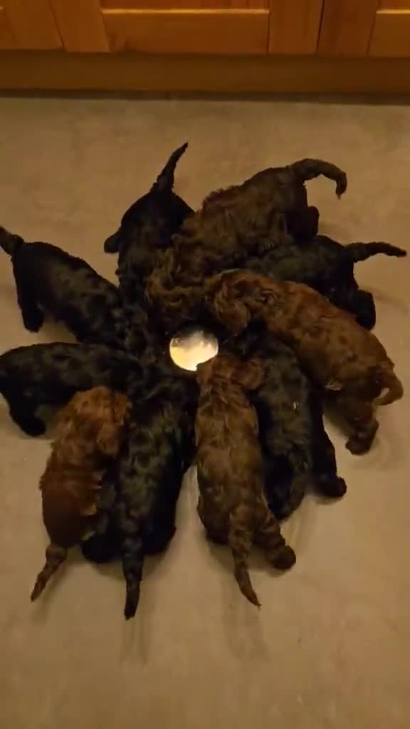 Cockapoo dogs for sale: Gorgeous F1 Cockapoo puppies  - Video 2