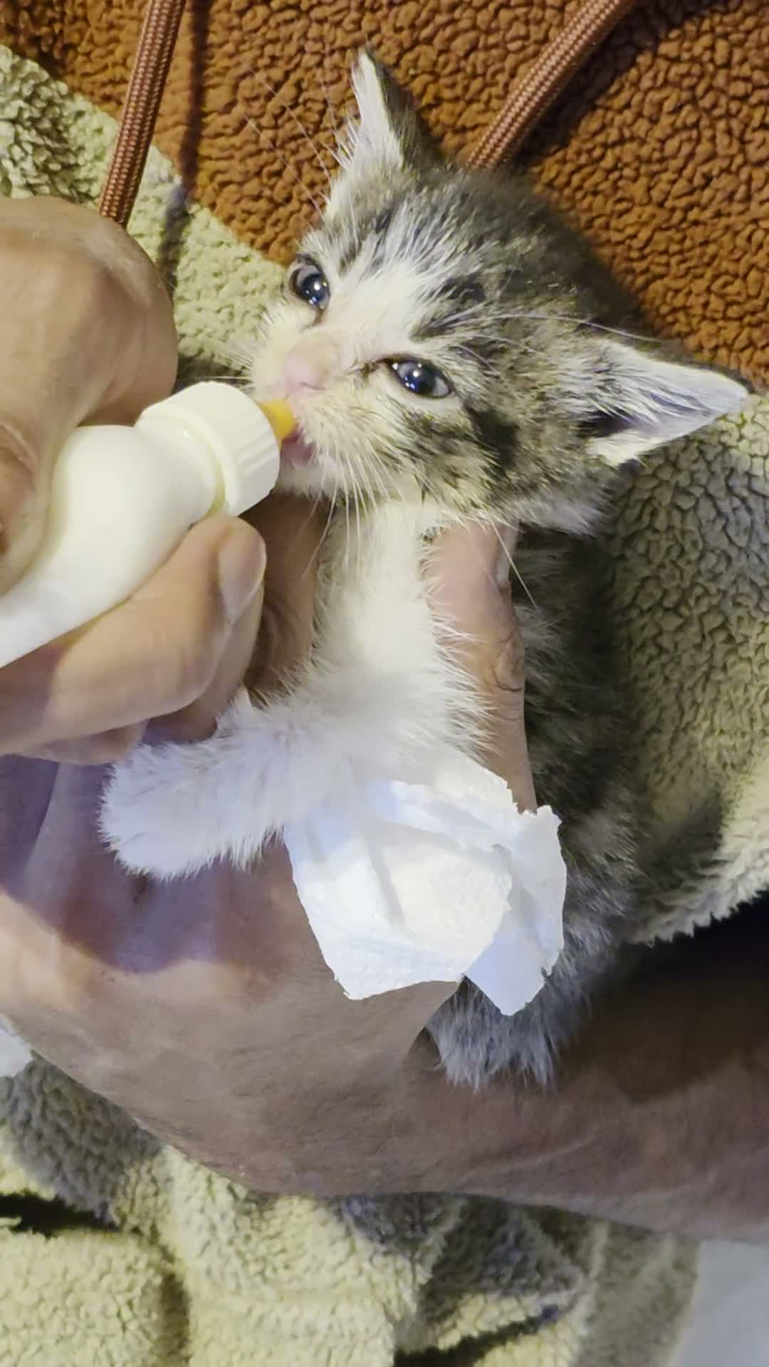 Mixed Breed cats for sale: Beautiful kittens for sale  - Video 5
