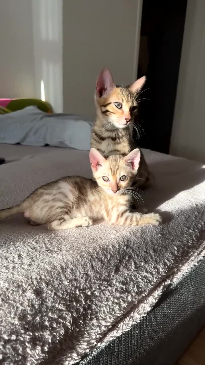 Bengal cats for sale: Pure Bred Bengals 1 BOY & 1 GIRL AVAILABLE!💓 - Video 2