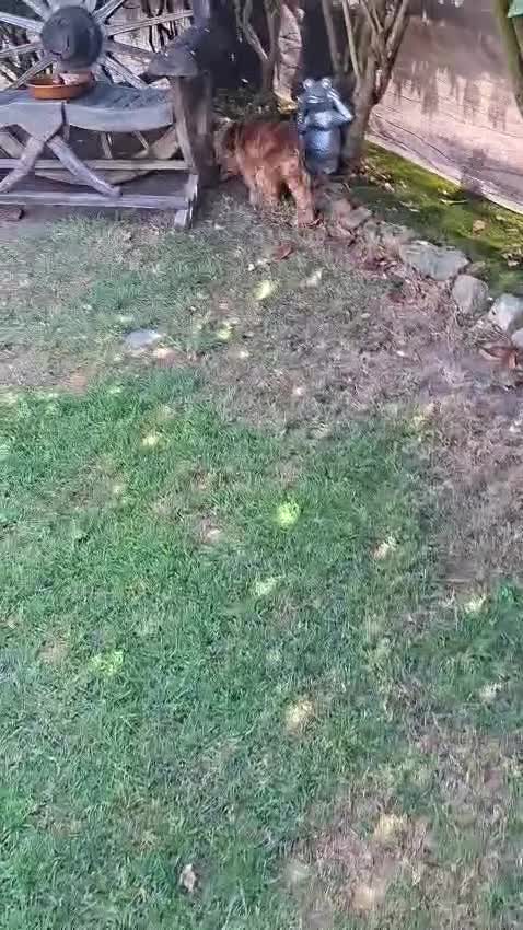 Cocker Spaniel dogs for sale: KC SHOW TYPE FEMALE COCKER SPANIEL - Video 1