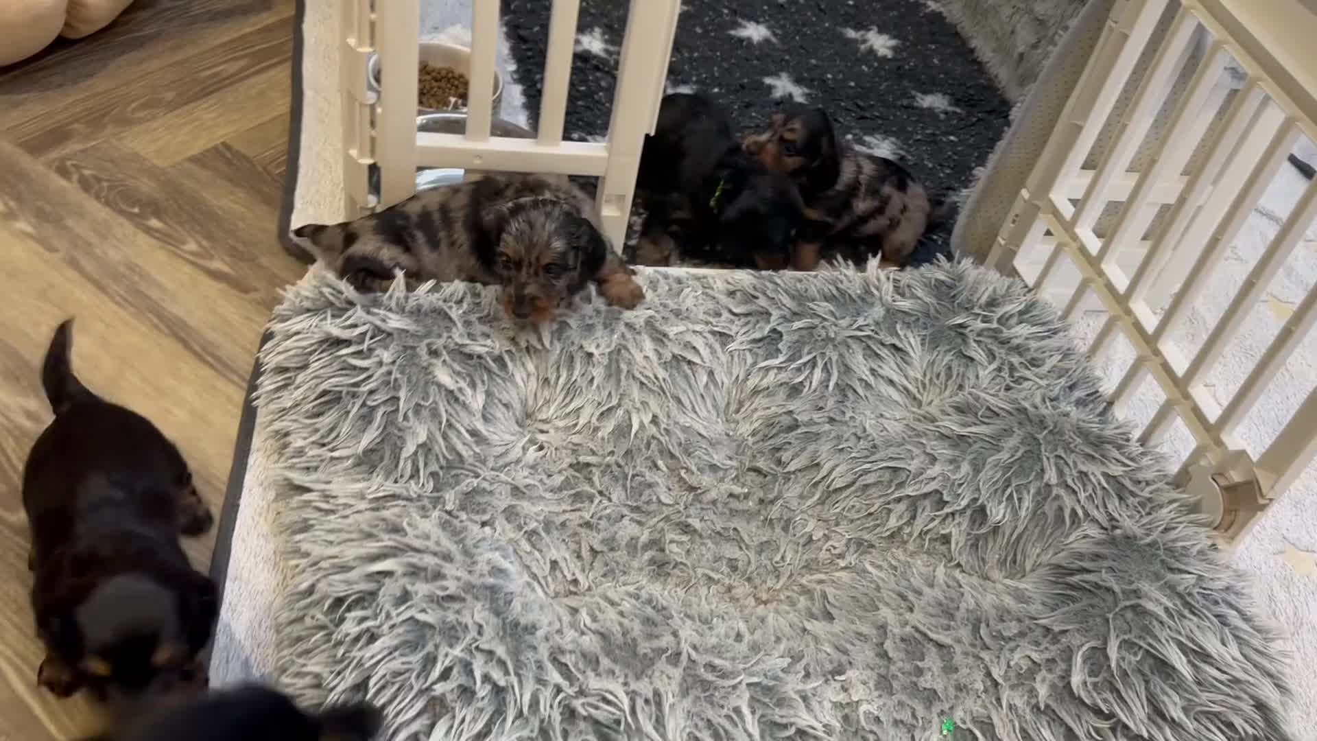 Miniature Dachshund dogs for sale: Beautiful litter of long haired mini dachshunds  - Video 1