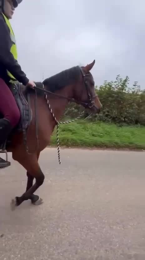 Trotter horses for sale: Ruby project mare for sale  - Video 1