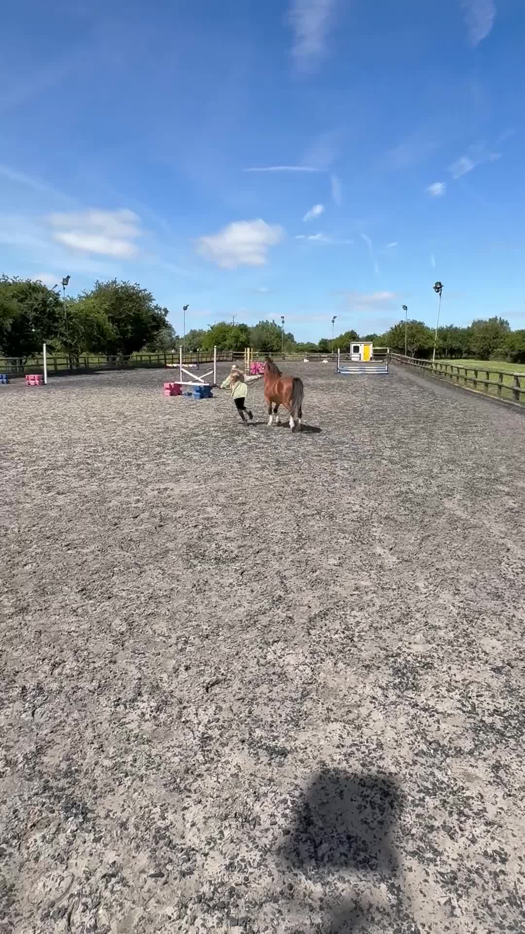 Welsh Section A horses for sale: Very pretty 4 year old gelding  - Video 1