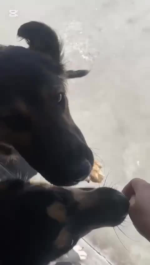 Mixed Breed dogs for adoption: Dancer, Approx 13 months, Available for adoption. - Video 1