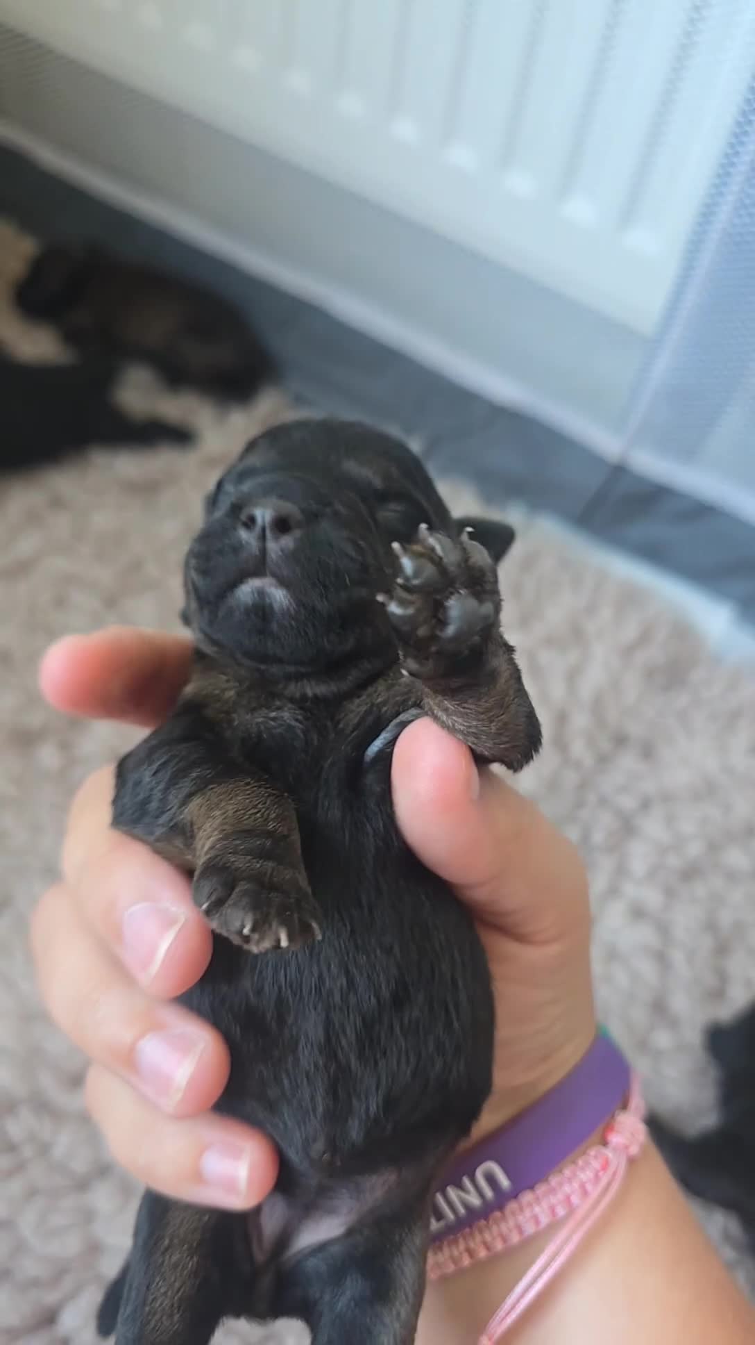 Mixed Breed dogs for sale: Patterdale X Lakeland Terrier  - Video 1