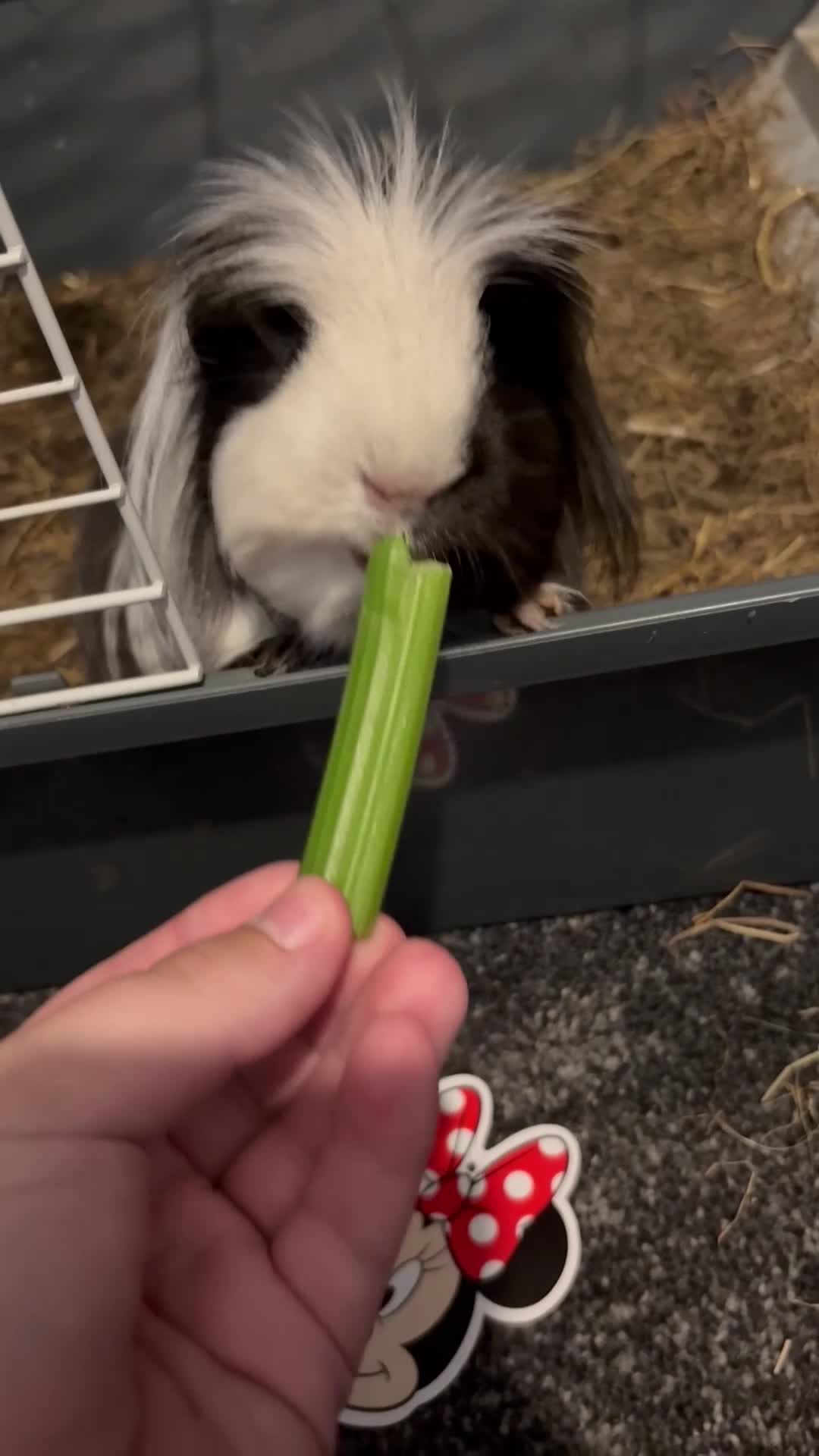 Guinea Pig rodents for sale: guinea pigs  - Video 1