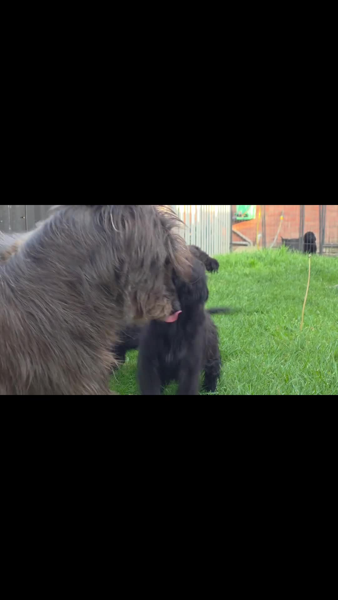Mixed Breed dogs for sale: Deerhound Greyhound Collie/ Bedlington  in Shrewsbury - Video 1