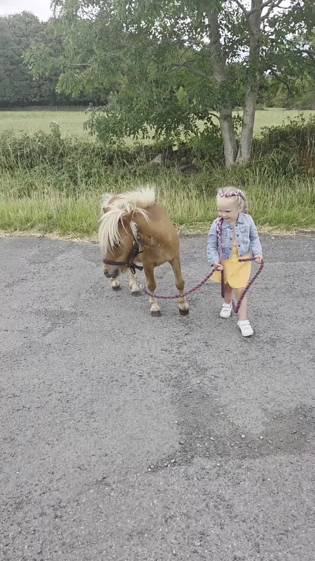 Shetland pony horses for sale: Beautiful 7h Mini shetland Gelding  - Video 1