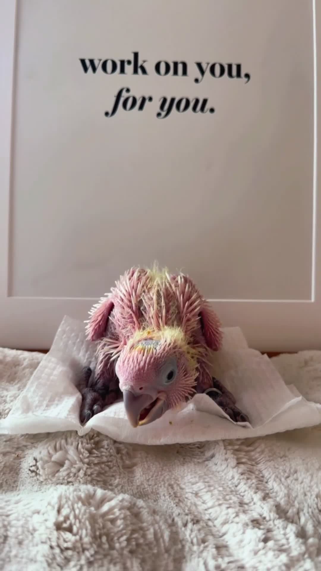 Macaws birds for sale: B&G Macaw/Cockatoo - Video 2