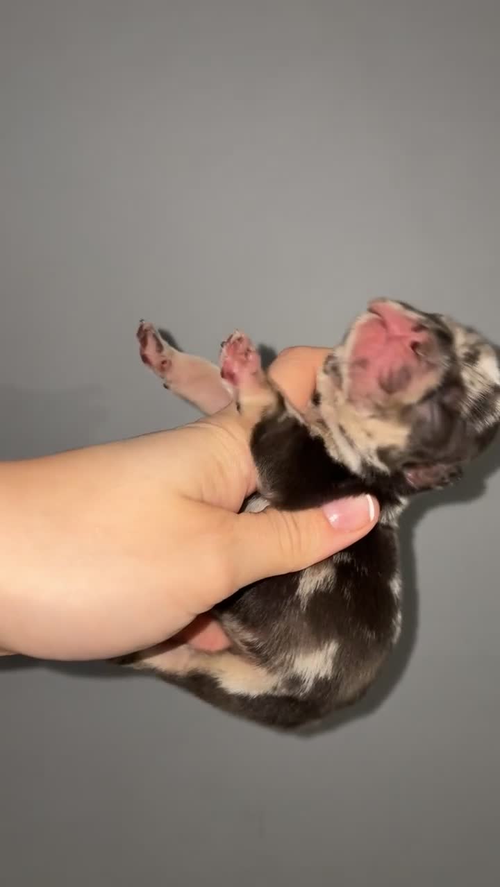 French Bulldog dogs for sale: Fluffy French bull dog puppys - Video 1