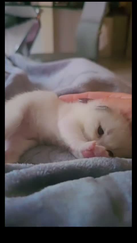 Ragdoll cats for sale: 🏆🥇Champion Bloodline🧸😻Ragdolls💖 in Ilford - Video 4