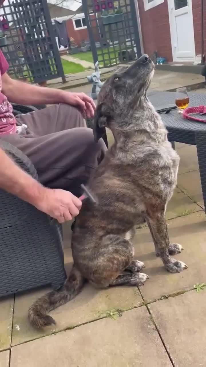 Mixed Breed dogs for adoption: MAIZIE - The Sweetest Soul After Her Forever Home - Video 3