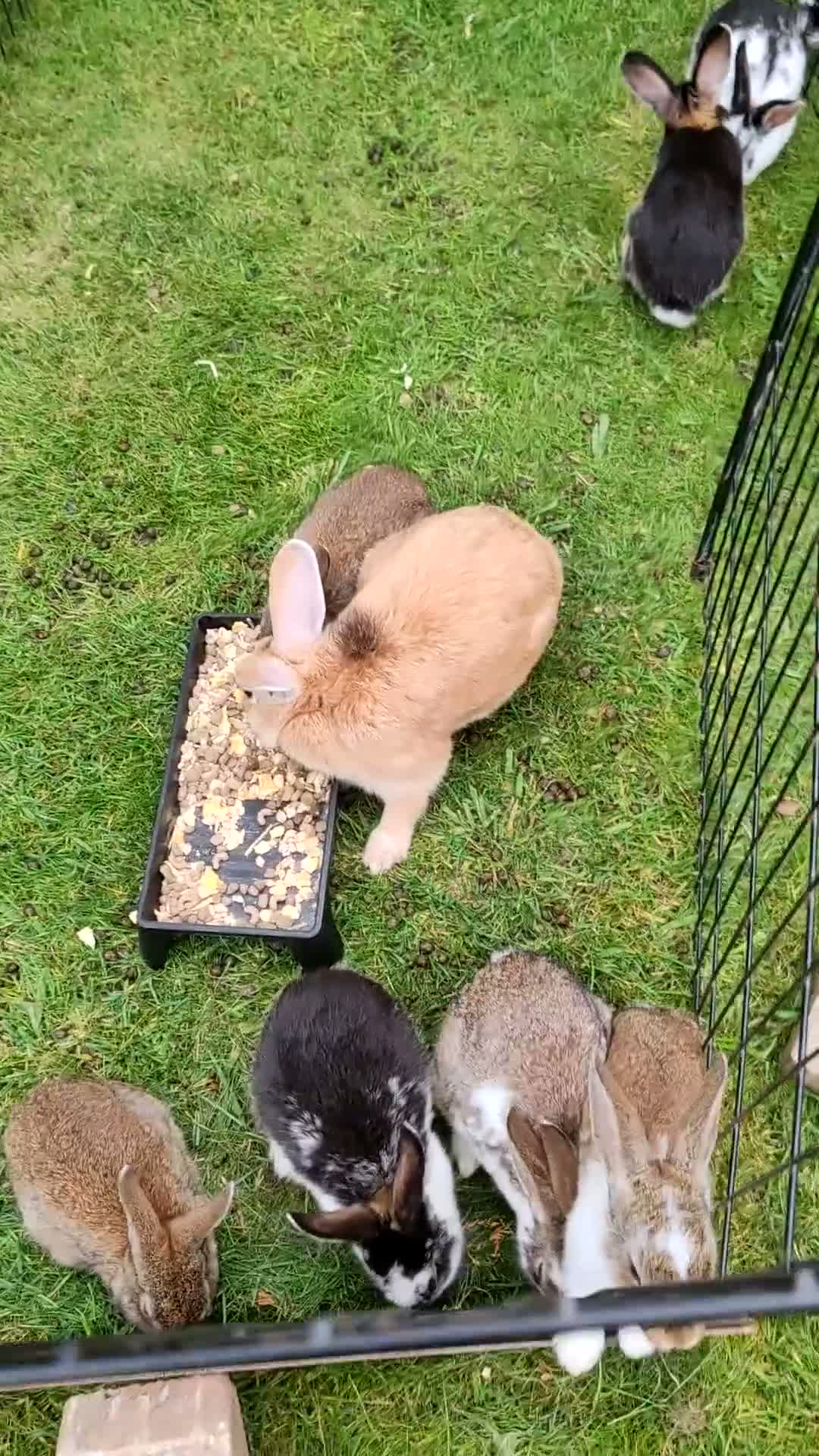 Flemish rabbits for sale: Beautiful baby rabbits  - Video 1