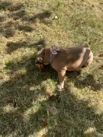 English Bulldog dogs for sale: Destiny  - Video 1