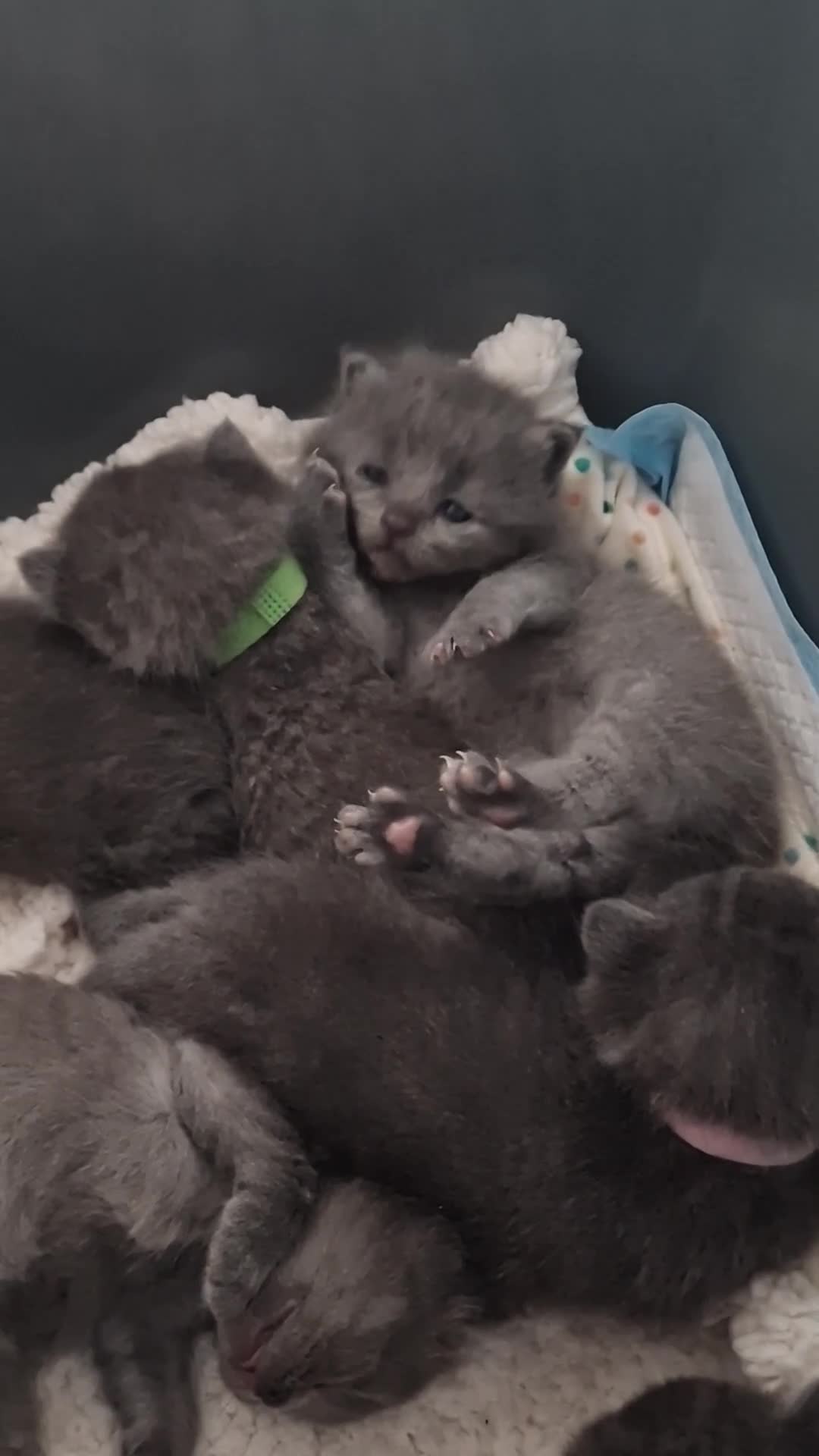 British Shorthair cats for sale: Pedigree british shorthair kitten - Video 1