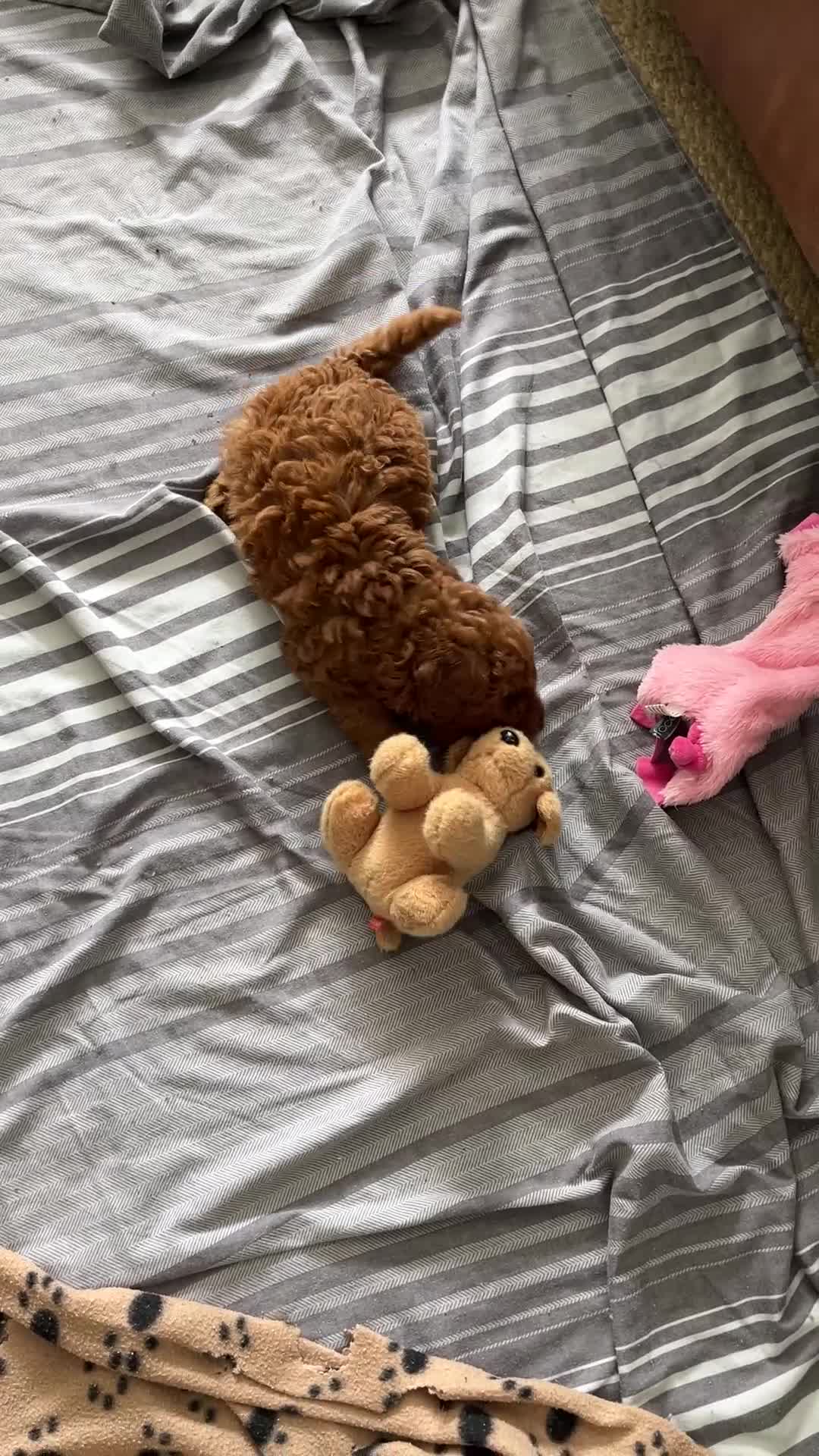 Labradoodle dogs for sale: Beautiful Red Labradoodle Puppies - Video 2